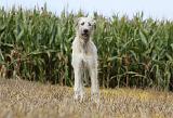 IRISH WOLFHOUND 148